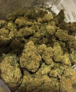 BC Big Bud