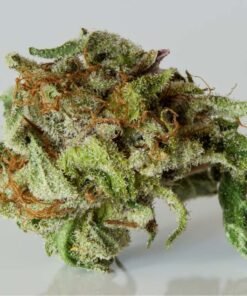 BC Big Bud