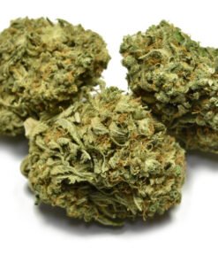 BC Big Bud