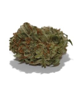 BC Big Bud