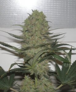 Blue Mystic