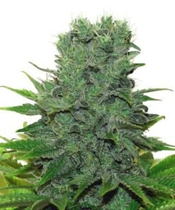 420 CARAT FEMINIZED