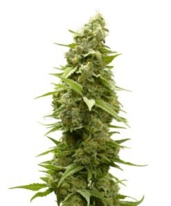 AFGHAN FEMINIZED