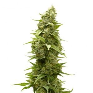 AFGHAN FEMINIZED