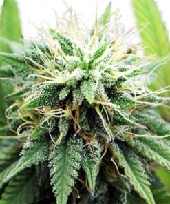 AK 47 XTRM weed has all the characteristics inherited from her mother, AK47. After crossing the regular AK47 with the famous White Widow XTRM