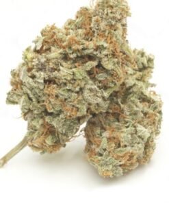 Alternative view of AMNESIA TRANCE AUTO-FEM
