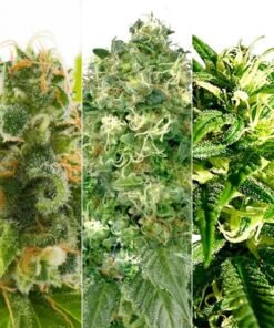 AMS MOST WANTED FEMINIZED