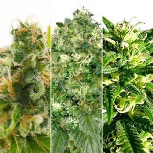 AMS MOST WANTED FEMINIZED COMBO PACK