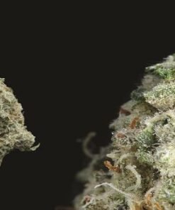 Banana Kush