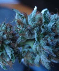 Blueberry Kush