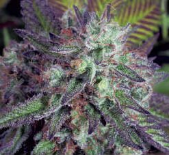 Purple Kush