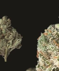 Triple Diesel