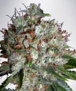 Big Bud