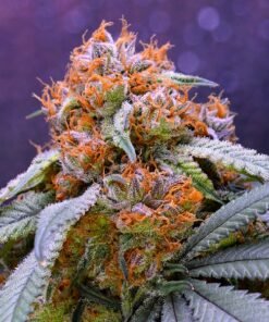 Grand Daddy Purple