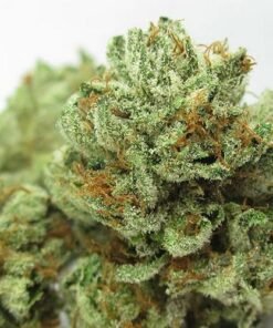Master Kush
